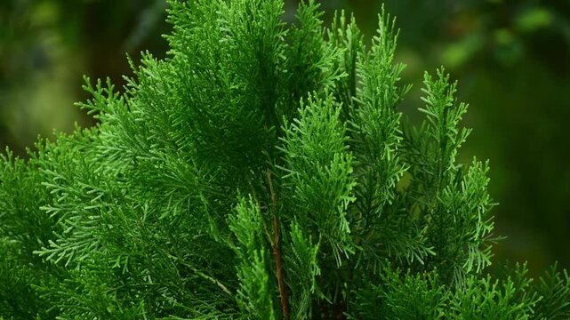 Green color western red cedar plant leaf in bloom. Leaves blowing in wind. Close-up. Focus on foreground object in south asia.