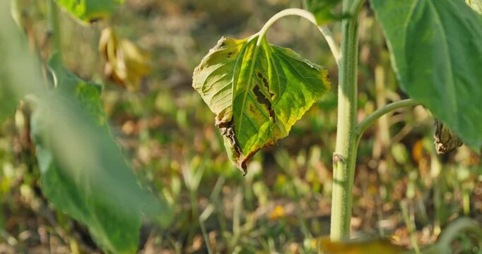 A close-up shot of a sunflower leaf showing signs of disease and decay, with brown and yellow spots against a green background, indicating crop stress or plant pathology