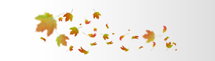 Autumn maple leaves in vibrant shades of red, yellow and green falling on white background. Seasonal natural vector illustration for banners, posters, or decorative projects.