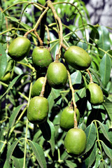 caja mango fruit tasty green leaf with white stripes beautiful garden plant image
