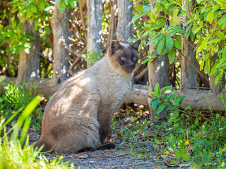 野良猫のアップ