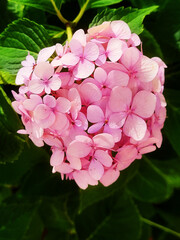 pink rose flower