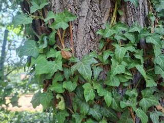 ivy on the wall