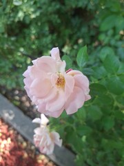 pink rose bush