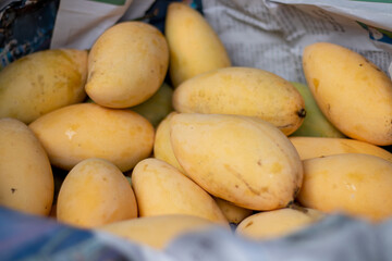 Ripe Nam Dok Mai mangoes