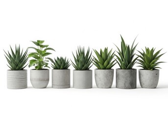 Assortment of Potted Succulent Plants on White Background