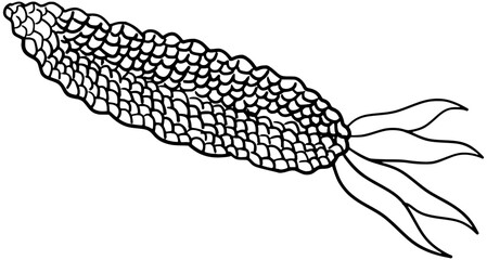 Maize Corn Vector Outline Line Art Drawing
