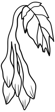 Loroco Flower Buds Vector Outline Line Art Drawing