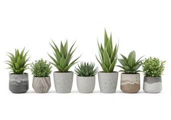 Fototapeta premium Collection of potted green houseplants on white background