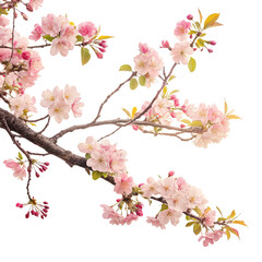 Naklejka premium Tree branch with flower photo overlays for summer and spring, close-up nature scene with blooming flowers and vibrant foliage, perfect for seasonal backgrounds and creative designs