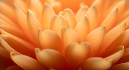 Fototapeta premium Radiant Orange Chrysanthemum Petals Unfolding in Soft Light.