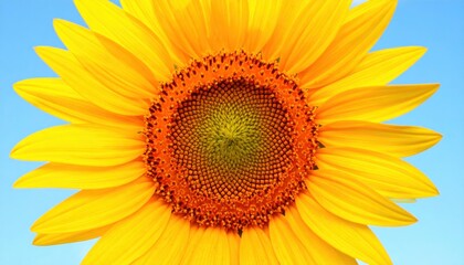 Fototapeta premium Close-Up of Yellow Sunflower Blossom Against Blue Sky