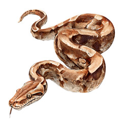 Obraz premium Brown Snake, Coiled Reptile on transparent background