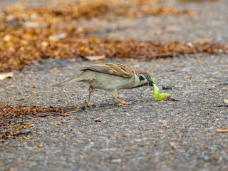 虫を咥えるスズメ