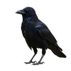 Standing Crow Close Up on Transparent Background for Wildlife Projects