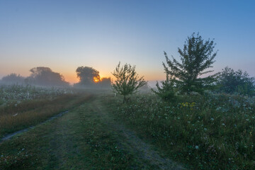sunrise in the forest