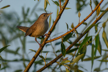 Savi's Warbler Locustella luscinioides 