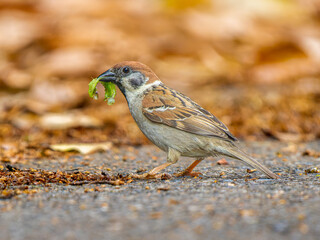 虫を咥えるスズメ