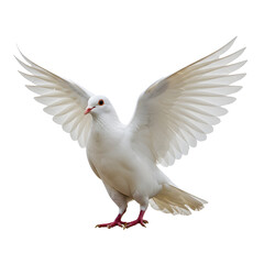 White dove spreading wings in flight with a solid Transparent Background