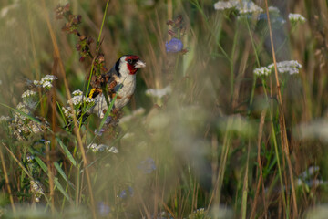 european goldfinch in the grass