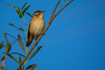 sedge warbler on the willow