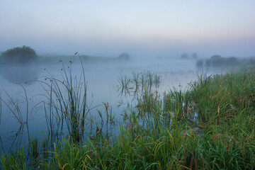 morning mist on the lake with reed