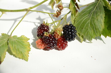 Ripe blackberries on a vine on white background