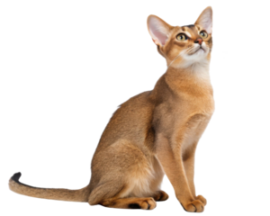 Beautiful abyssinian cat sits gracefully, showcasing its elegant posture and striking features, embodying sense of curiosity and charm