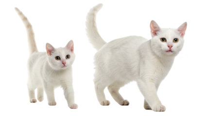 White cats walk gracefully together showcasing their playful nature and curiosity. Their sleek fur and bright eyes capture attention beautifully