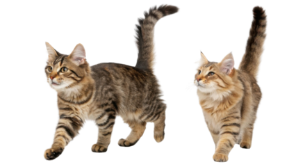 American bobtail cats are known for their playful nature and unique appearance, making them delightful companions