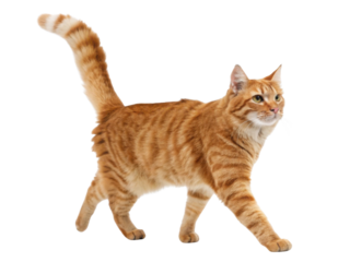 Elegant american bobtail cat walks gracefully, showcasing its beautiful orange coat and playful demeanor