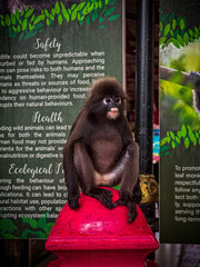 A wild Dusky Leaf Monkey with shaggy grey hair and dark fur sits on a vibrant red post, looking at the camera with blurred information signs in the background.