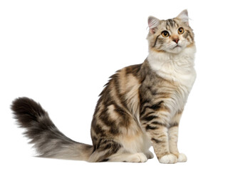 Beautiful american curl cat with striking fur patterns sits gracefully, showcasing its unique features and playful demeanor