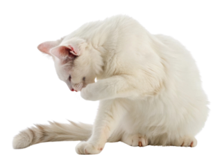 Fluffy white cat with curled tail is grooming itself, showcasing its elegant fur and playful demeanor. This adorable scene captures essence