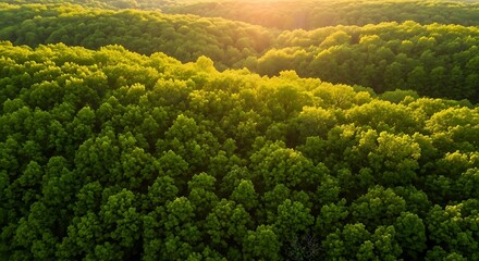 Naklejka premium Golden Hour Sunlight Illuminates Vast Lush Green Forest Canopy