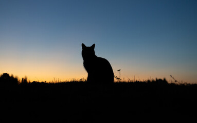 dark silhouette of a cat sitting against the background of a harmonious yellow-blue sunset. A cat that walks alone. Animals and nature