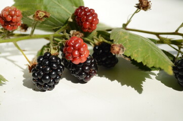 Ripe blackberries on a vine on white background