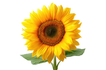 Close-up of a vibrant yellow sunflower against a black background.  Bright petals radiate outward from a dark brown center.  Green leaves are visible near the stem