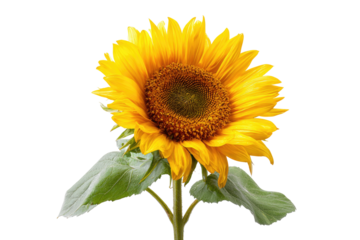 Close-up of a vibrant sunflower.  Bright yellow petals encircle a dark brown center.  Green leaves emerge from a light brown stem.  Isolated on black background