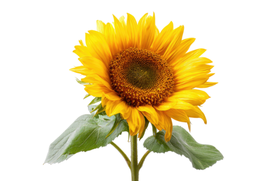 Close-up of a vibrant sunflower.  Bright yellow petals encircle a dark brown center.  Green leaves emerge from a light brown stem.  Isolated on black background