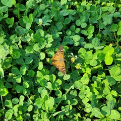 Tawny Emperor Resting on Clover