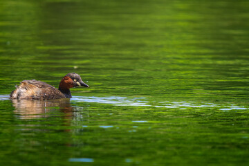 池を泳ぐカイツブリ