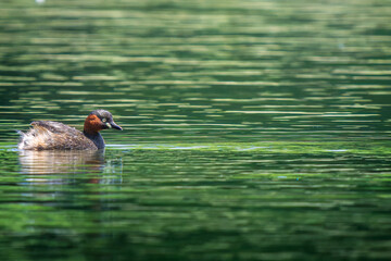 池を泳ぐカイツブリ