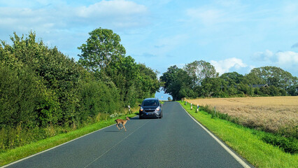 Wildwechsel © helmut Schmidt