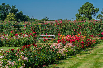 rose garden of Esterhazy castle in Ferton town, in countryside western Hungary, Europe.