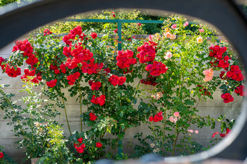 rose garden of Esterhazy castle in Ferton town, in countryside western Hungary, Europe.
