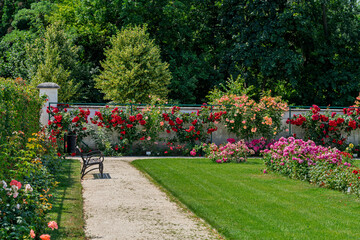 rose garden of Esterhazy castle in Ferton town, in countryside western Hungary, Europe.