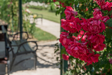 rose garden of Esterhazy castle in Ferton town, in countryside western Hungary, Europe.