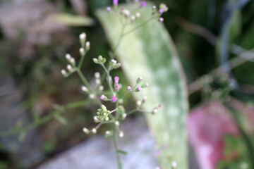 Delicate Budding Flowers in Nature