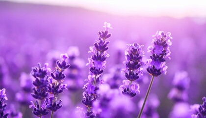 Fototapeta premium Vibrant Purple Lavender Field in Sunlight